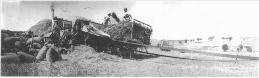 Black and white image of oat stacking