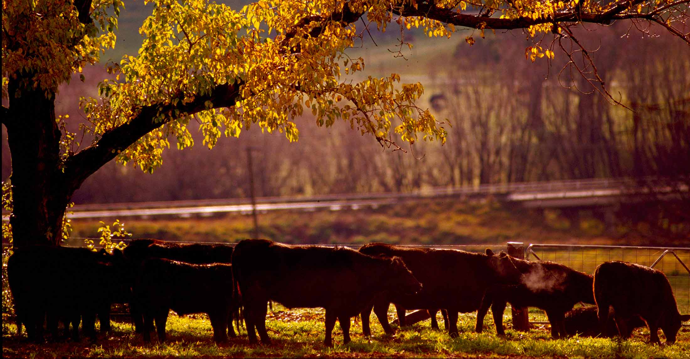 Cows in a paddock